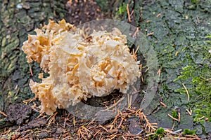 Orange-yellow Cauliflower fungus Sparassis crispa, growing on a tree photo
